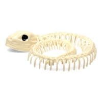Serpiente de 17 cm esqueleto